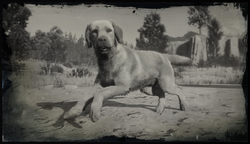 Rufus (Compendium).png