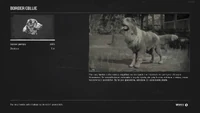 Border Collie (RDR2) Kompendium.png (1,36 MB) Charakterystyka Border collie w Kompendium