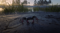 Krab na wyspie na Flat Iron Lake