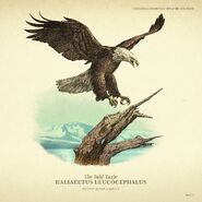 Ein Rockstar Games-Kunstwerk eines Weißkopfseeadlers