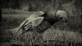 Chinesischer Ringfasan Profil