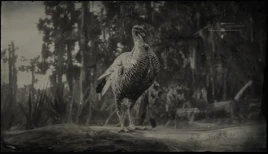 Rio-Grande-Wildtruthahn