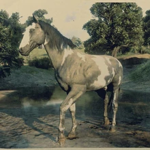 American Paint Red Dead Redemption Wiki Fandom