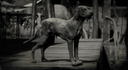 Catahoula Cur