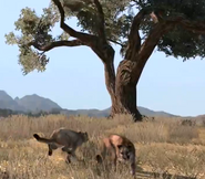 Pumas.png (199 KB) Bild im Red Dead Redemption