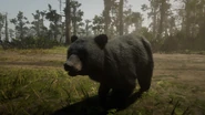 In-Game Amerikanischer Schwarzbär