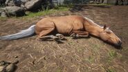 Pferd beim Schlafen
