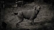 Labrador Retriever Profil