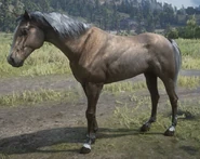 RDR2 Morgan Palomino.jpg (111 KB)