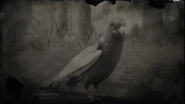 Karolinasittich Profil