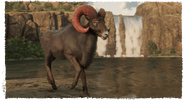 Ram