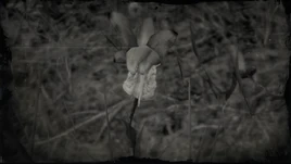 Drachenmaul-Orchidee Profil