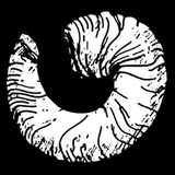 Dickhornschafhörner.png