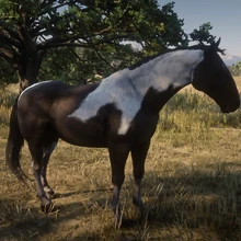 American Paint Red Dead Redemption Wiki Fandom