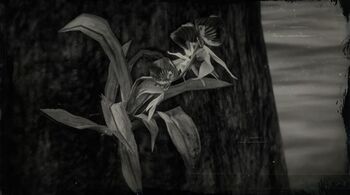 Tintenfisch-Orchidee