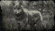 Timberwolf Profil