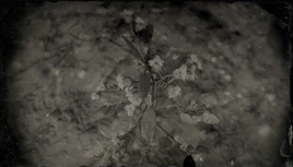 Klettenwurzel Profil