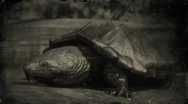Geierschildkröte Profil