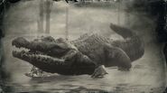Amerikanischer Alligator Profil