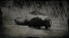 Streifenskunk Profil