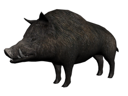 Wilbur3D