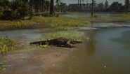 Ein Amerikanischer Alligator nahe Saint Denis