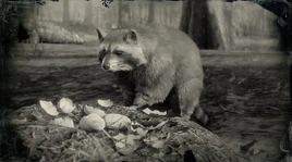 Nordamerikanischer Waschbär