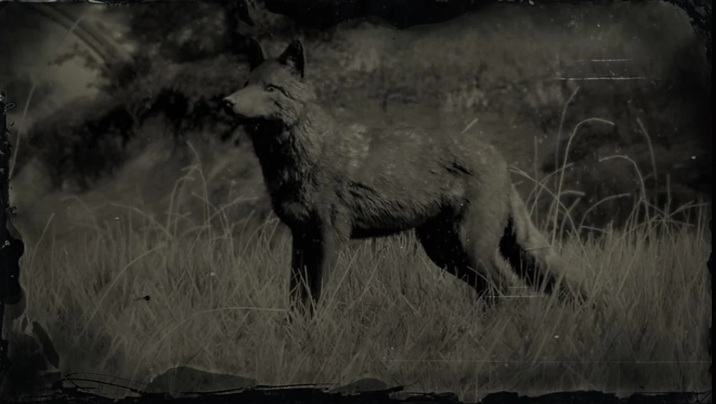 Legendarer Kojote Red Dead Redemption Wiki Fandom