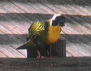 Bild im Red Dead Redemption