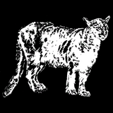 Pumapelz.png