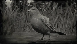 Kieferntangare Profil