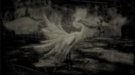 Schmuckreiher Profil