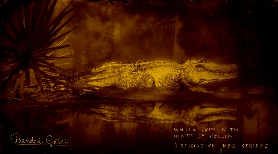Legendärer Gestreifter Alligator Red Dead Redemption Wiki Fandom