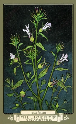 flora of america cigarette cards rdr2 Flora of America Card Set | Red Dead Wiki