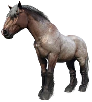 The Bay Roan Ardennes