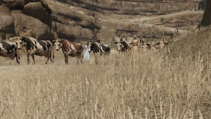 Cattle running in 