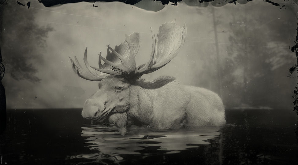 Legendary Moose Red Dead Wiki | Fandom