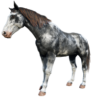 Charles' second horse, Falmouth (Epilogue)