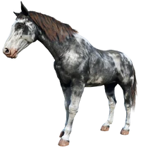 Gray Roan Sabino Nokota