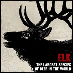 Wildlife elk