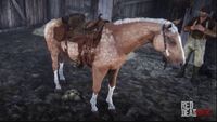 Palomino-Dapple-horse