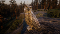 Coastal Horned Owl in Tall Trees