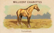 Horse Card