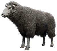 Sheep (RDR 2) | Red Dead Wiki | Fandom