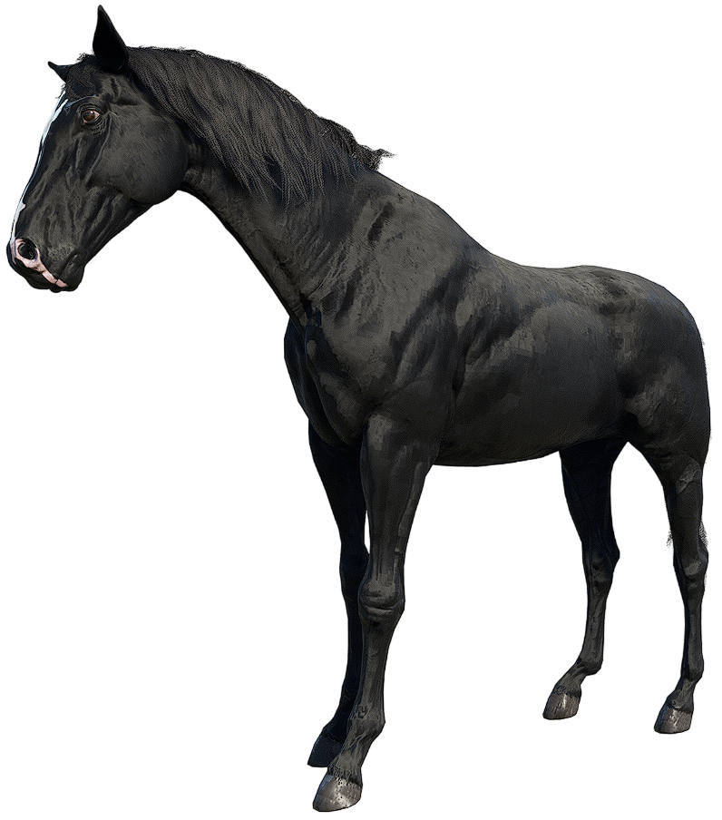 turkoman horse