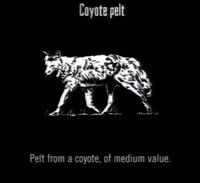 The pelt of a coyote