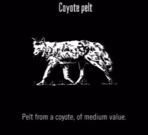 Animals Coyote Pelt