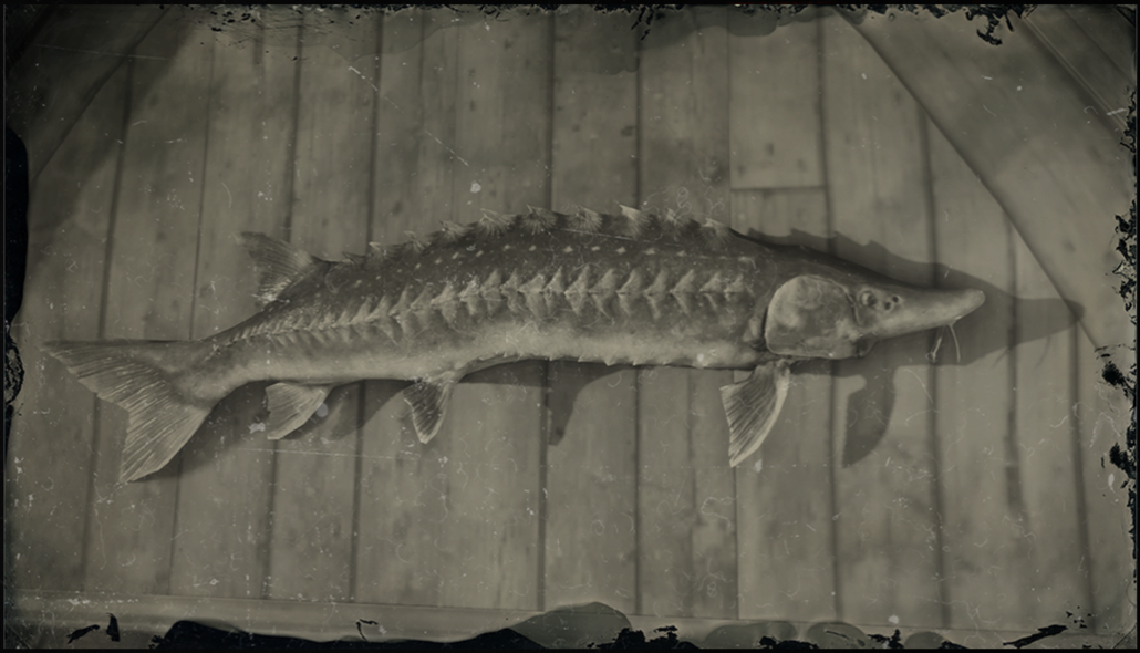 Legendary Lake Sturgeon, Red Dead Wiki