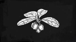 Wintergreen-Berry 06