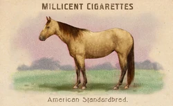 breeds of horses cigarette cards rdr2 Horses Card Set | Red Dead Wiki